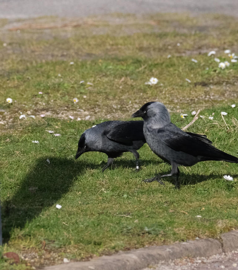 Close social bonds help wild jackdaws hold feeding spots but come with ...