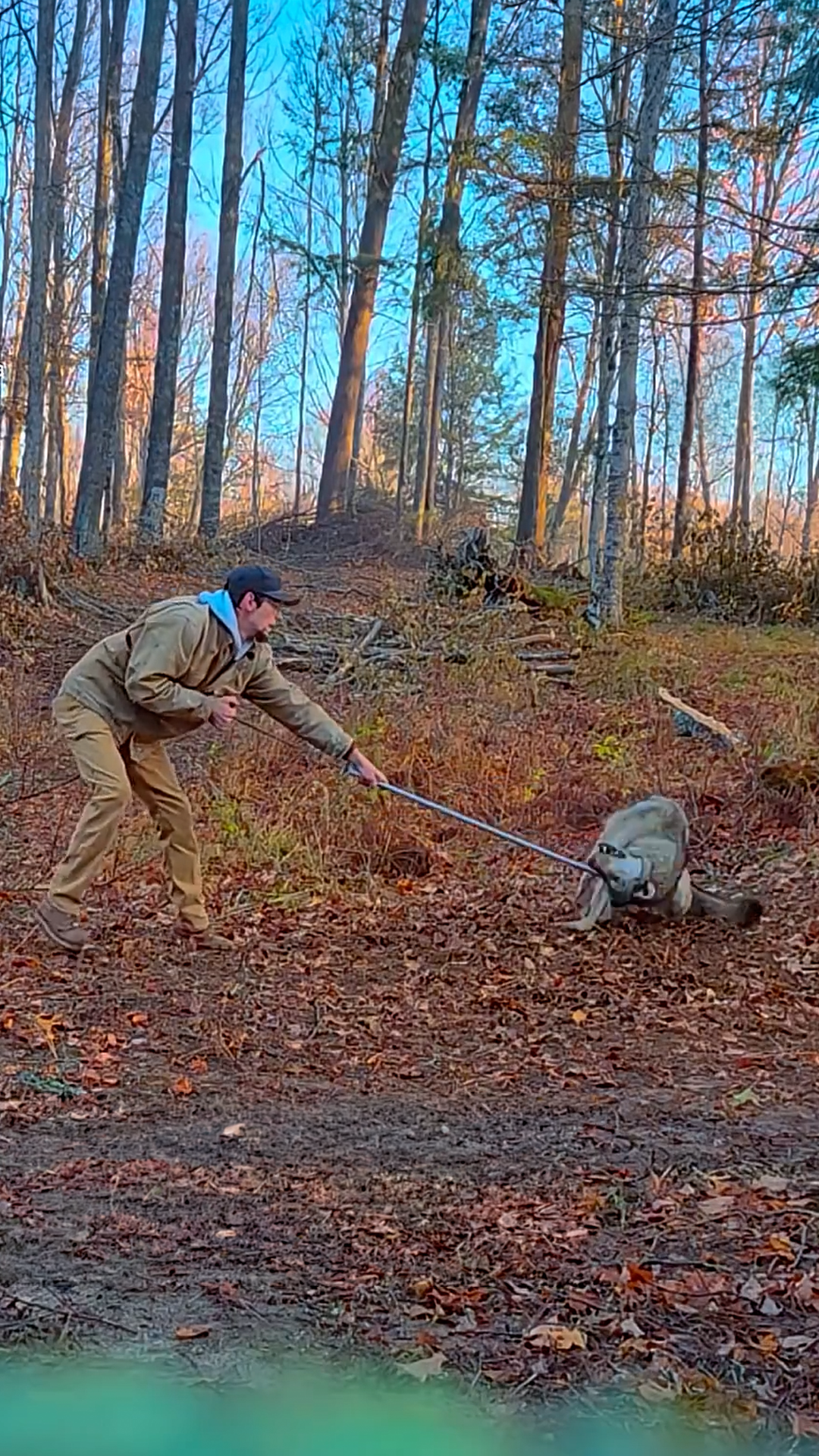 Brave man rescue a trapped wolf 🐺