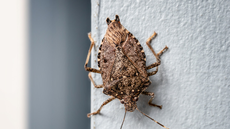 How to get rid of stink bugs quickly without the smelly consequences