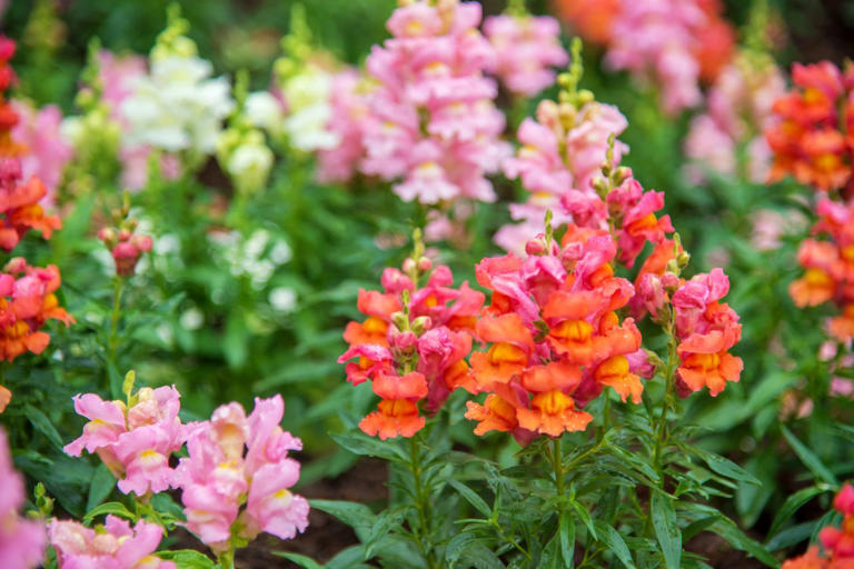 How to keep snapdragons blooming until the first hard freeze