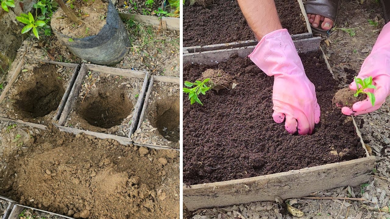 Pepper planting tips that may improve fruit production