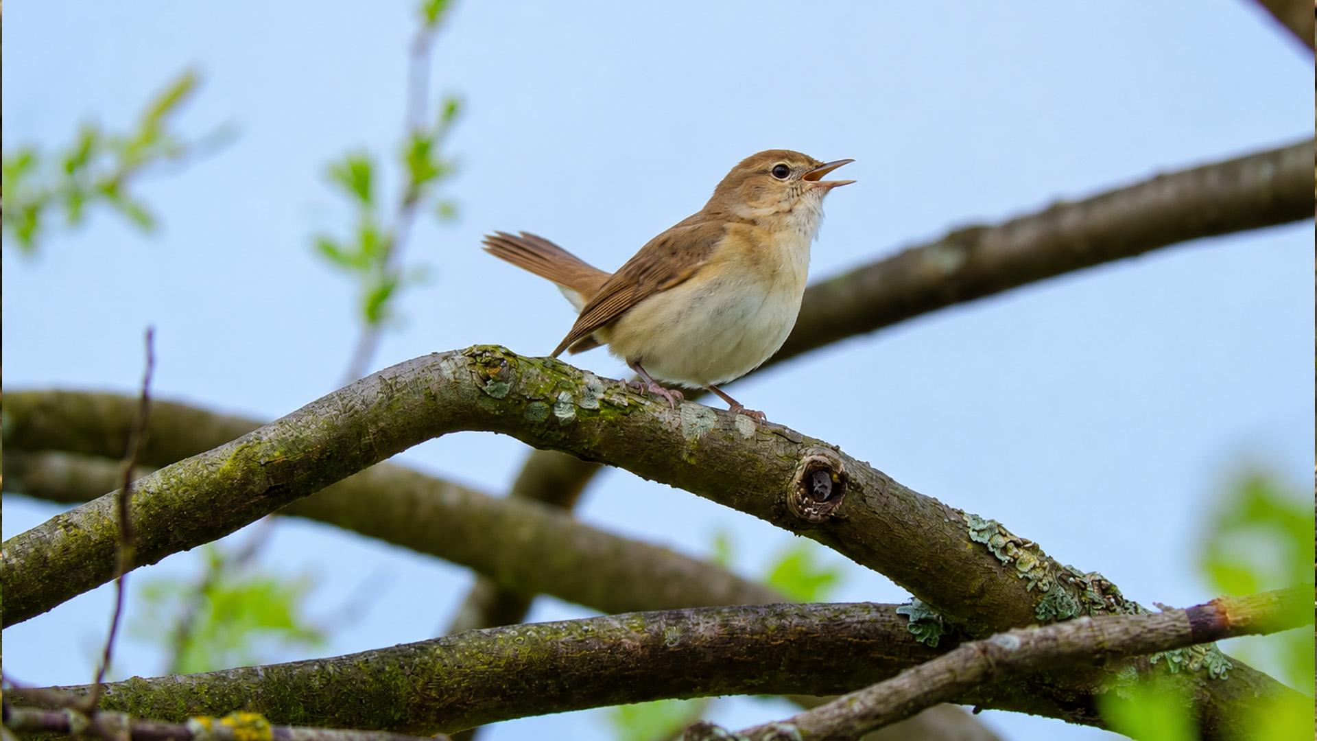 Its voice was easier to find than the garden warbler itself
