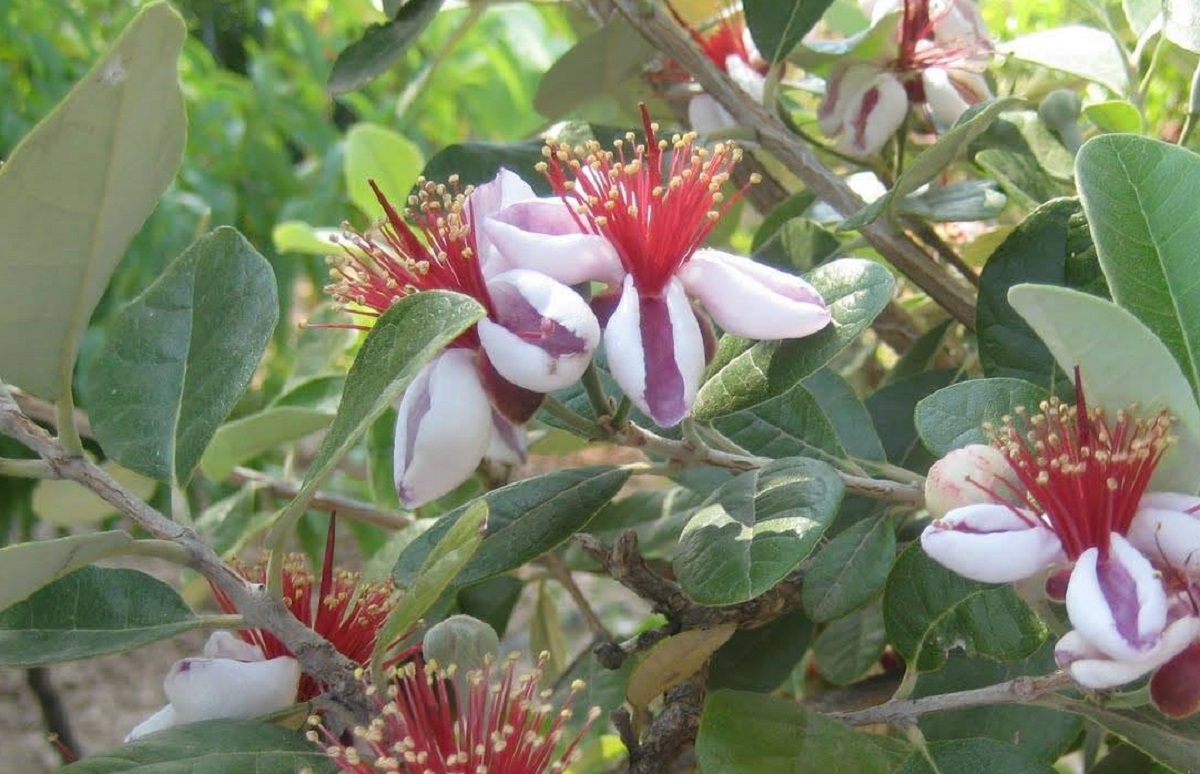 Guayabo del Brasil (feijoa): el árbol frutal con flores comestibles y ...