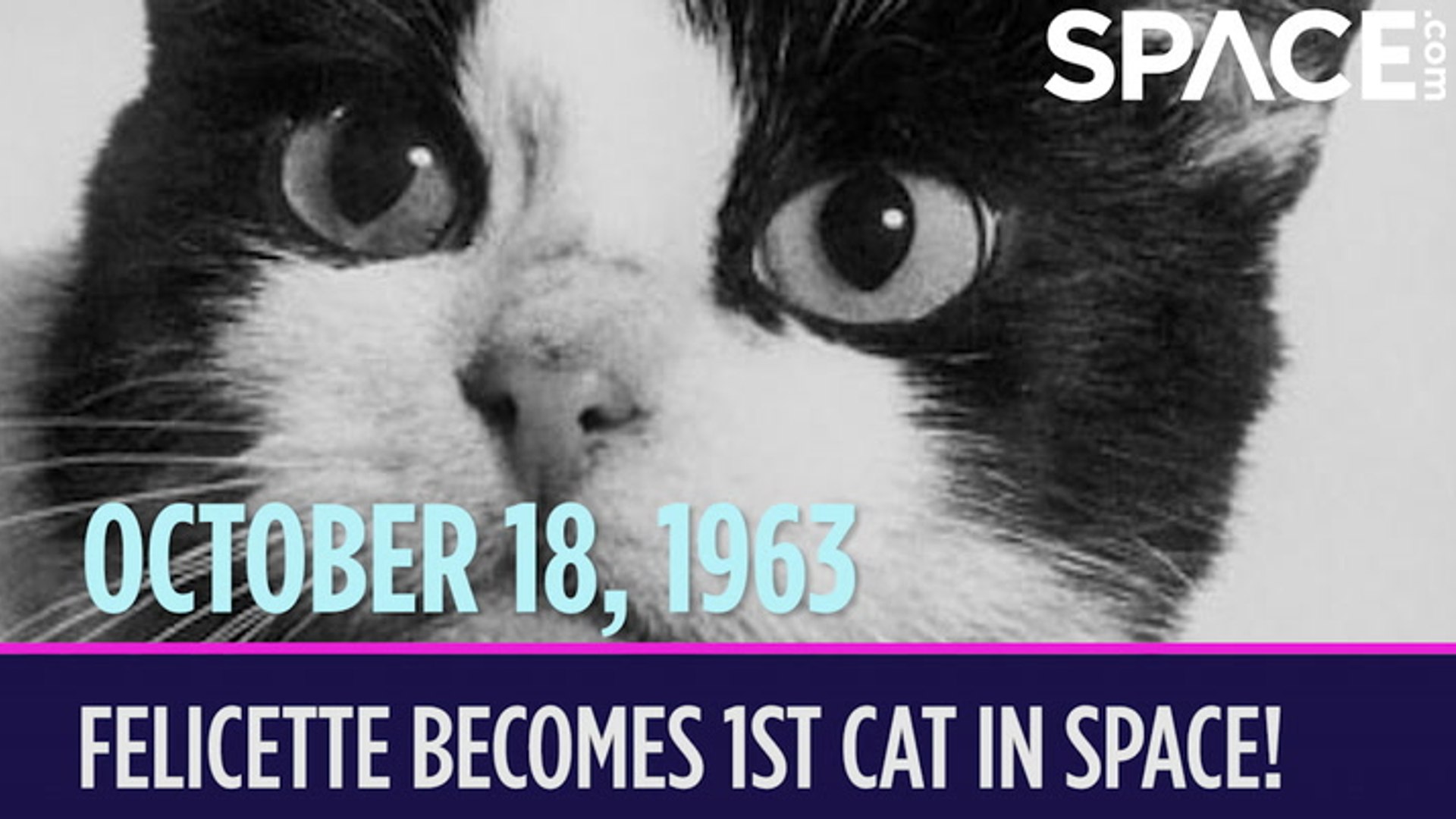 OTD in space - October 18: Félicette becomes the 1st cat in space