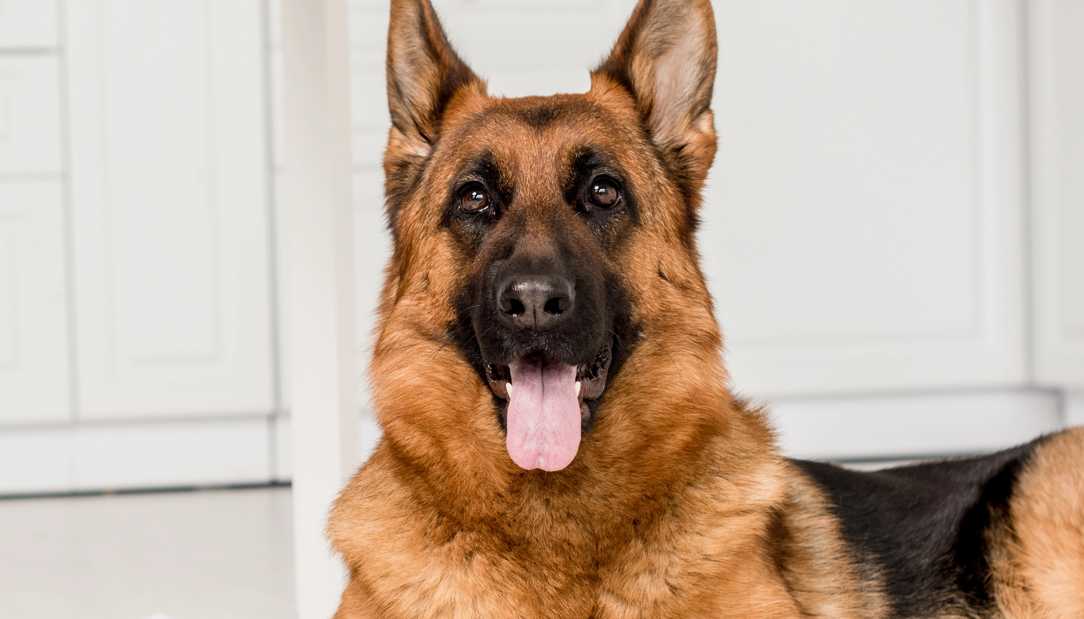 The best dog breeds for home protection