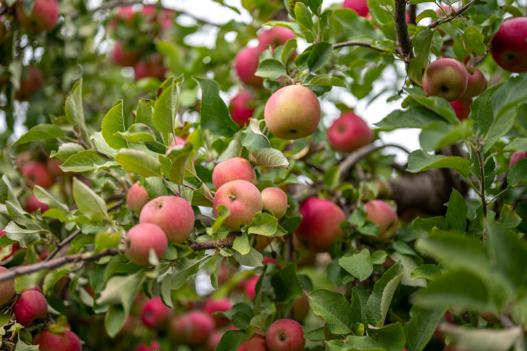 Where to get your full fall orchard fix around Baltimore before Halloween