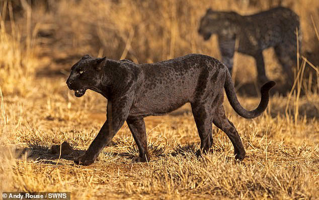 Spot the difference! Rare black leopard plays with two-year-old cub