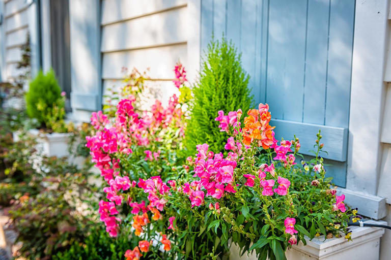 How to keep snapdragons blooming until the first hard freeze