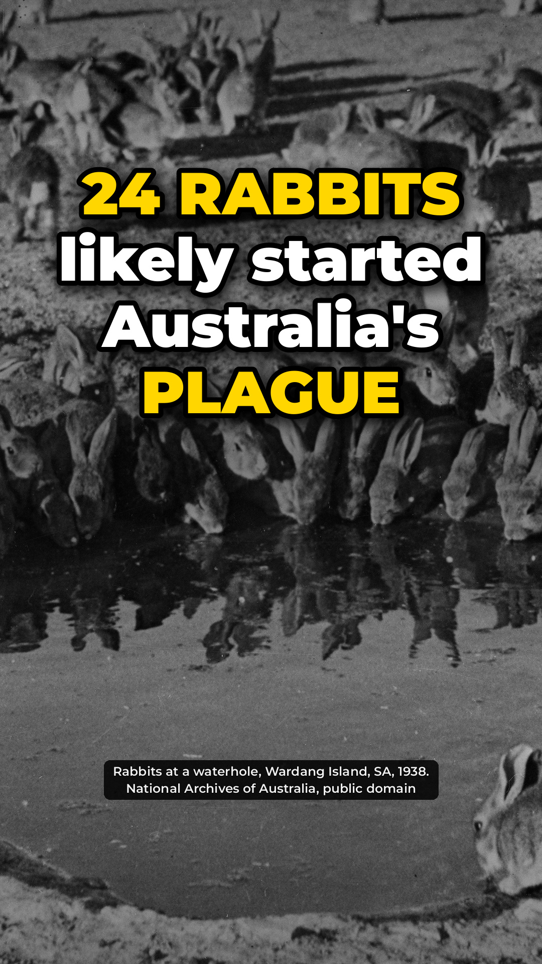 24 rabbits likely started Australia's rabbit plague 🐇