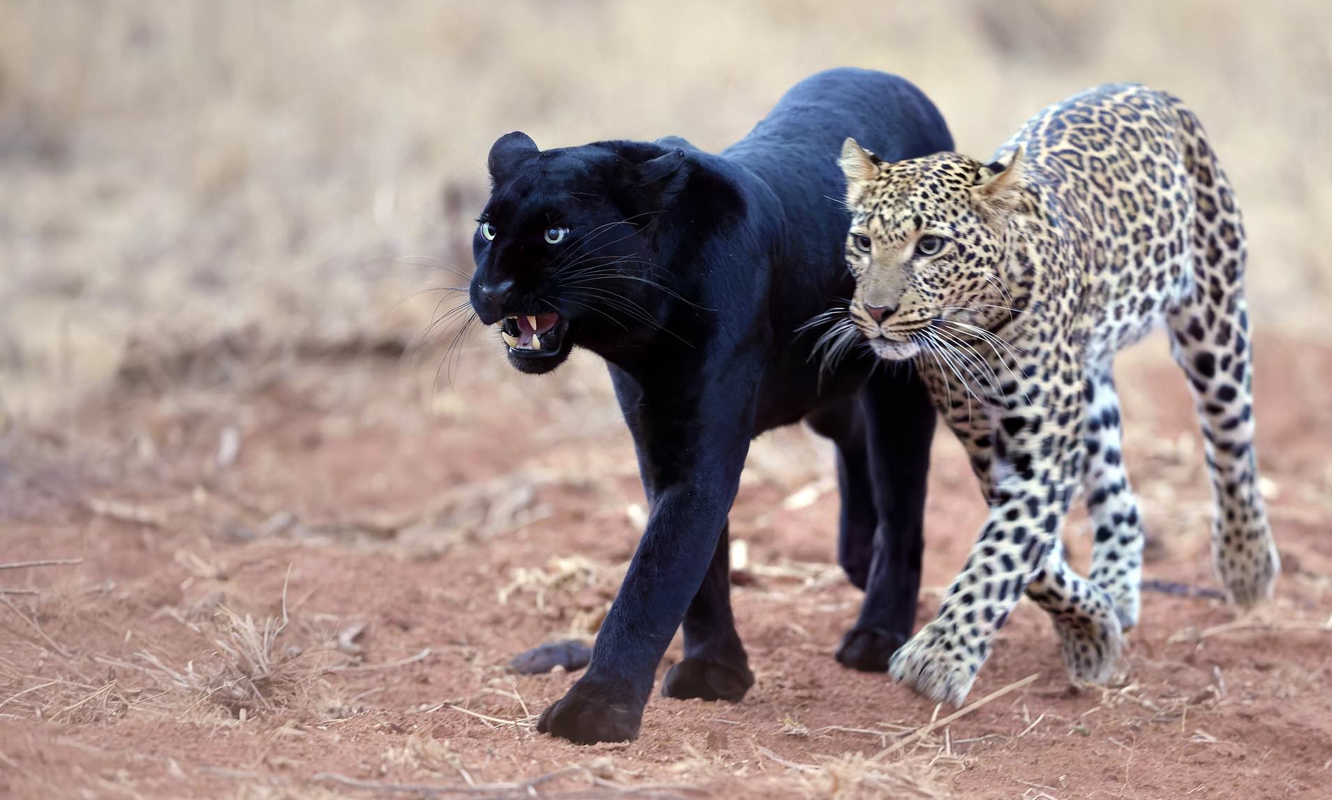 Spot the difference! Rare black leopard plays with two-year-old cub