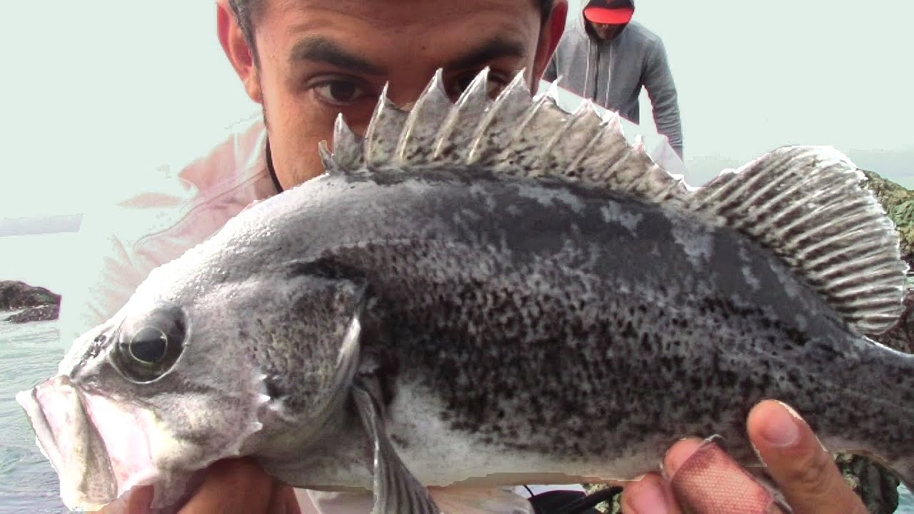 Tips to catch black rockfish and lingcod + how to tie the FG knot (best ...