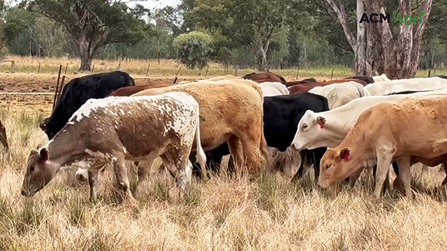 An inside glimpse of modern droving: why walking cattle beats agistment