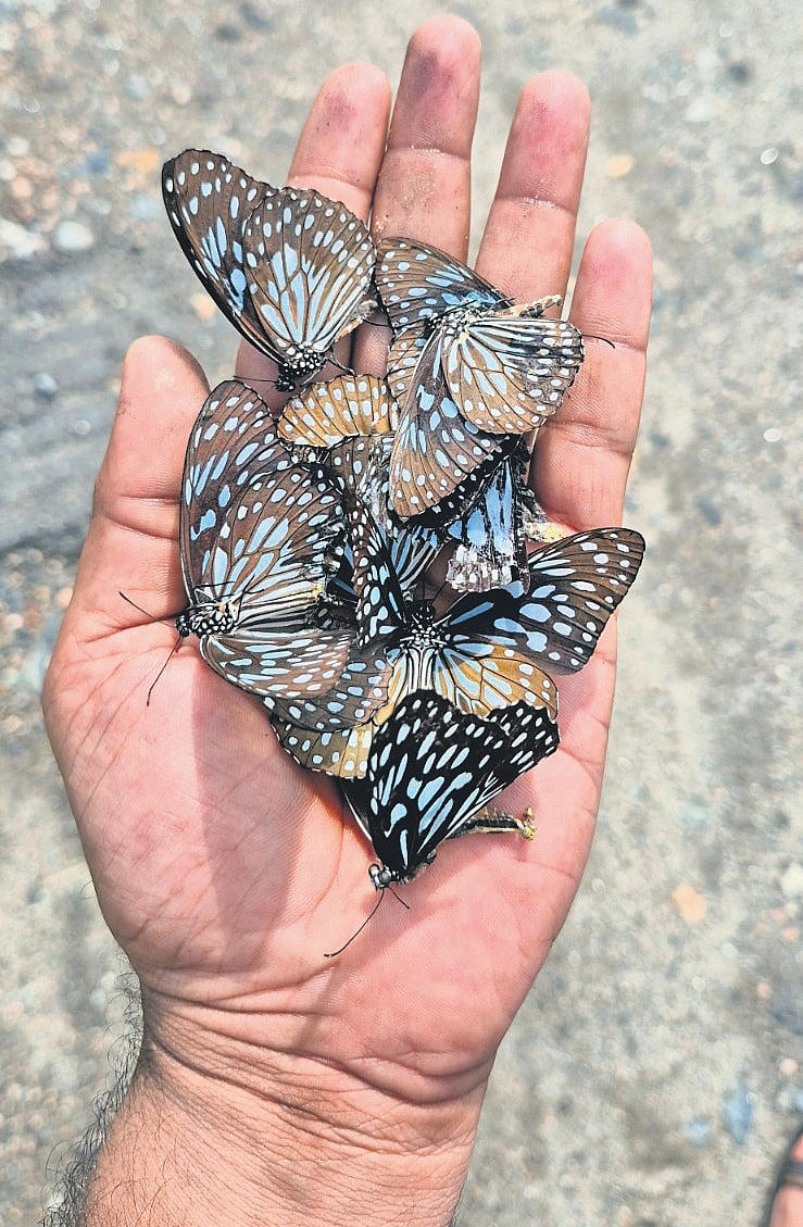 Monsoon rains spark second wave of butterfly migration in western TN