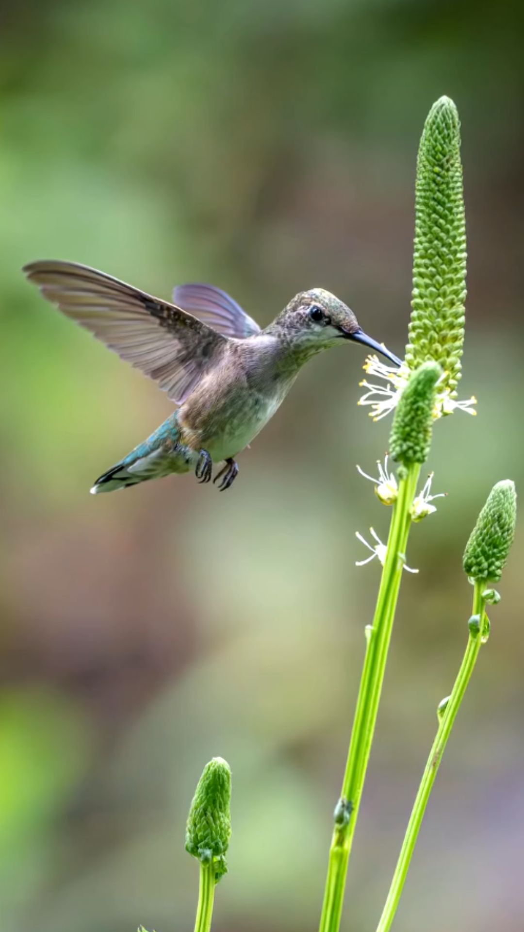 Why hummingbirds are among the fastest flyers in nature