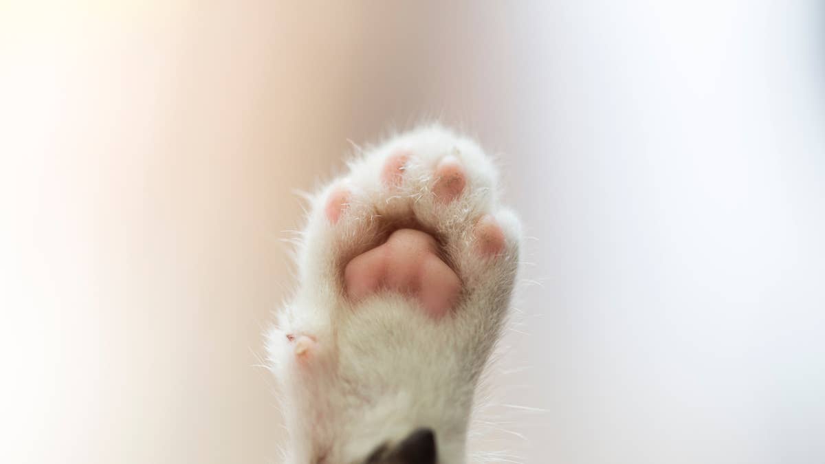 Baby calico kitten's tiny polka dot nose makes feeding time almost too ...