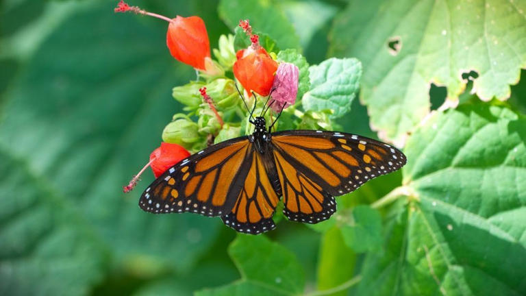 Monarch butterflies stop at Abilene Zoo during fall migration