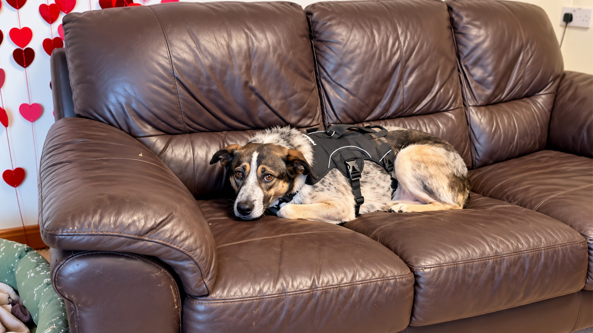 We thought this rescue dog could not recover
