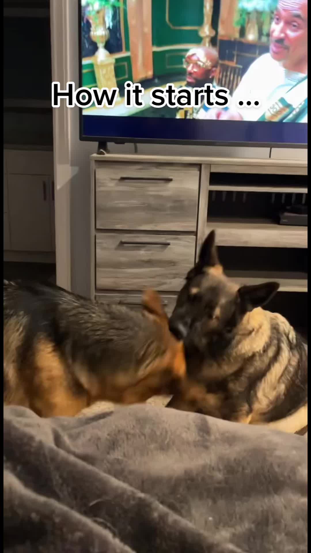 Sisterly love between two German shepherds