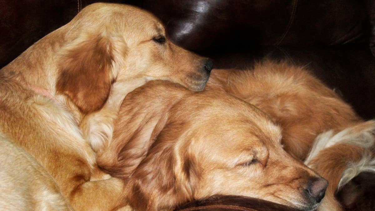 Watch golden retrievers cuddle in adorable 'big spoon, little spoon ...