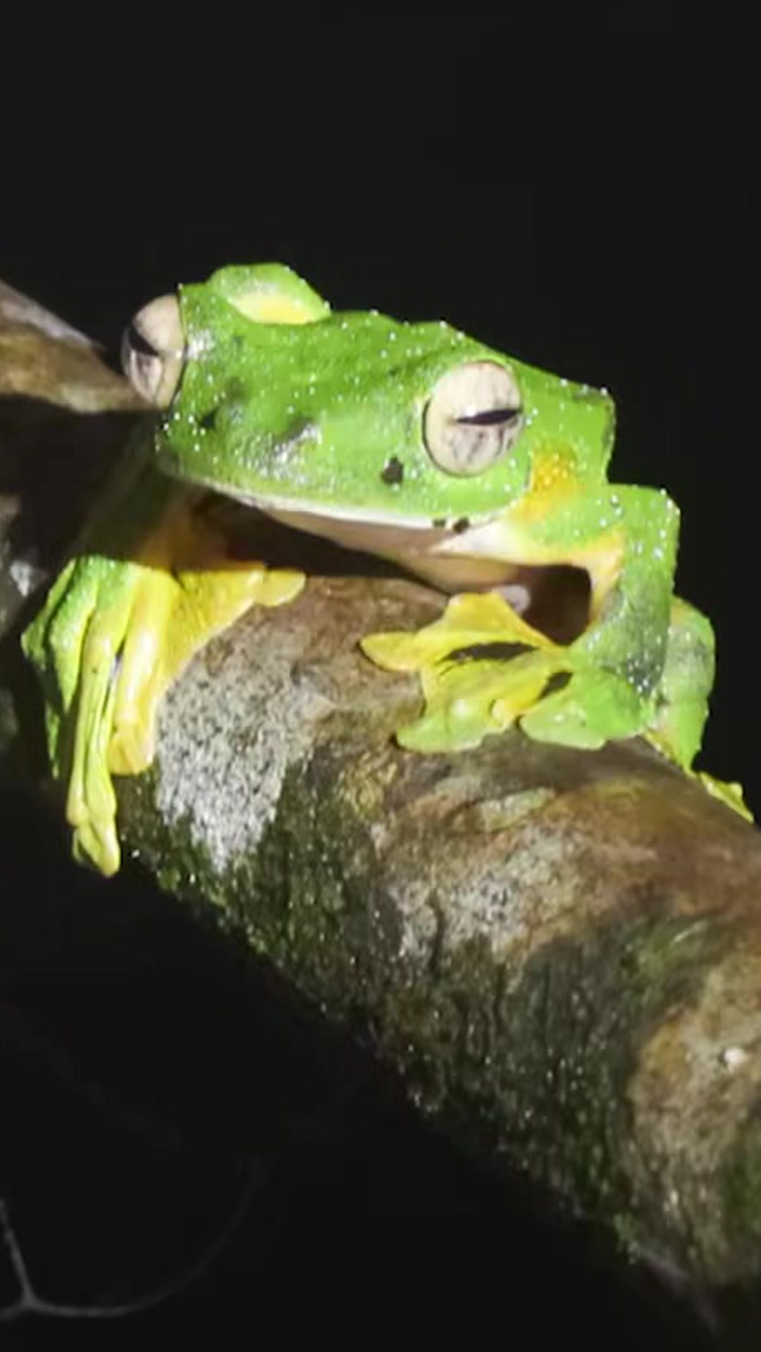 The frog that can glide through the air