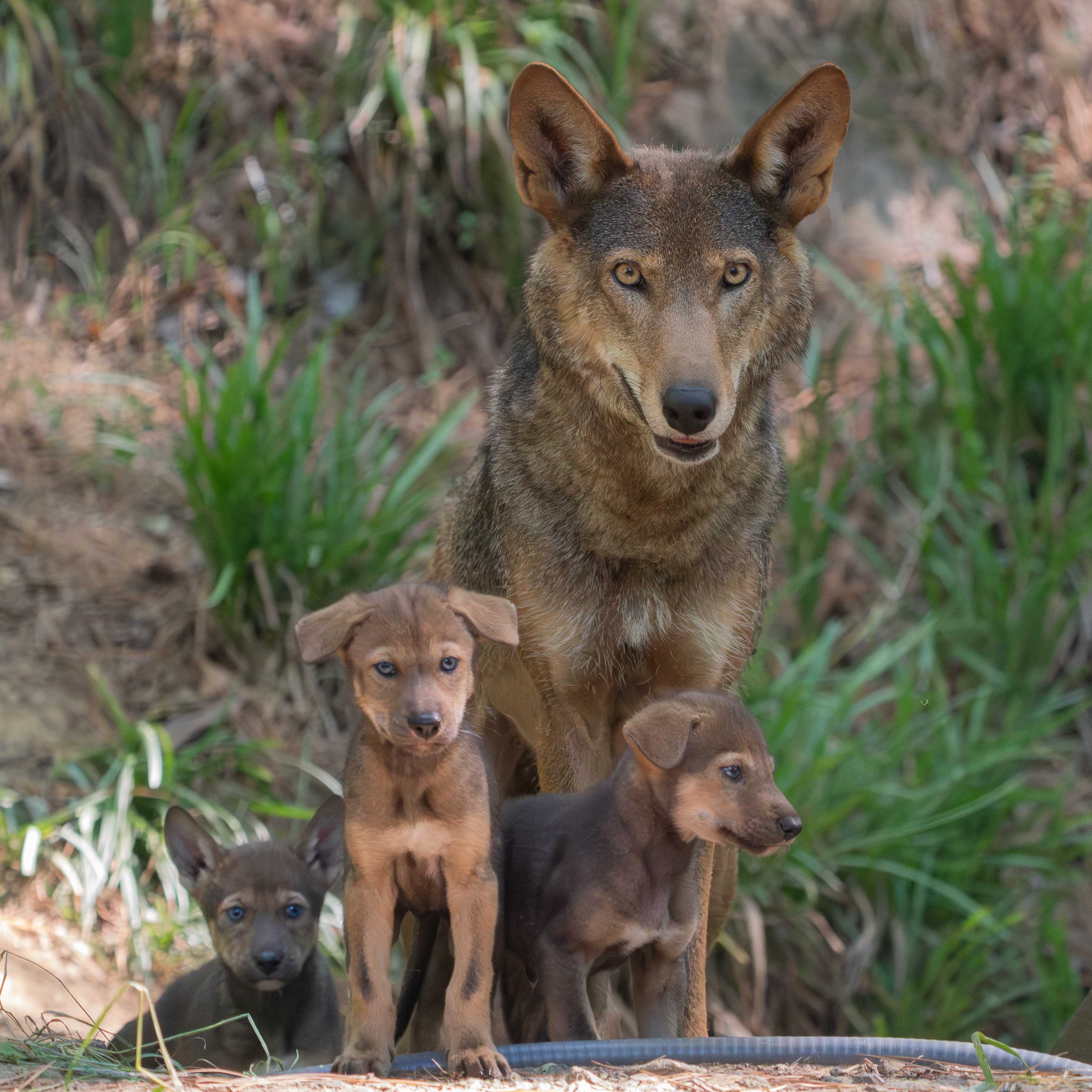 Endangered red wolves arrive in Westchester for conservation effort