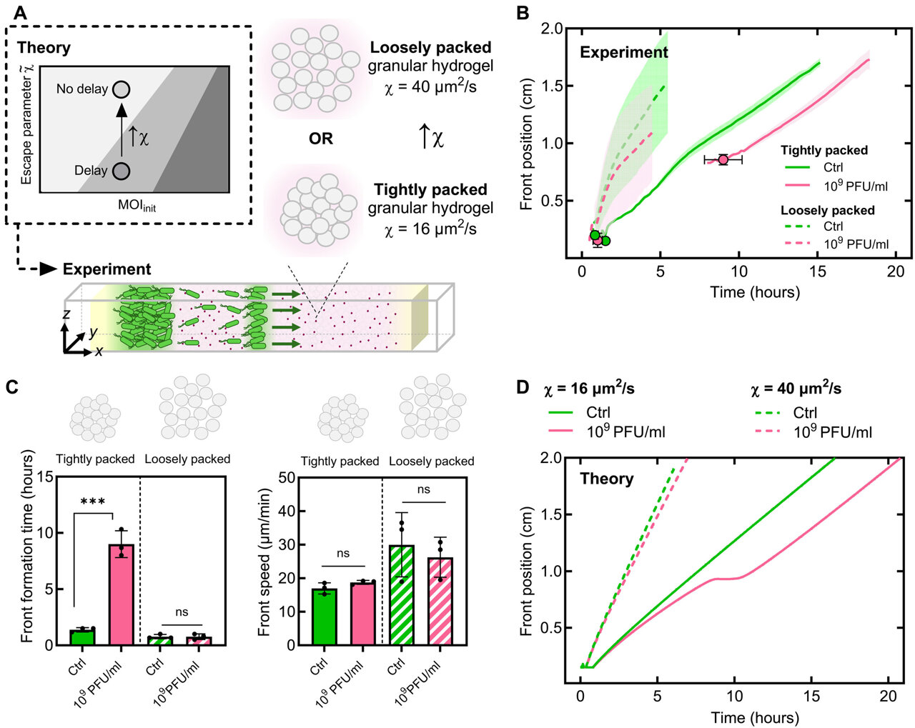 How bacteria survive in a world full of killer bacteriophages
