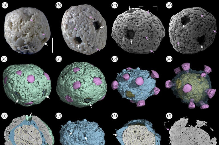 Algae fossils from Cambrian explosion hint at sophisticated ...