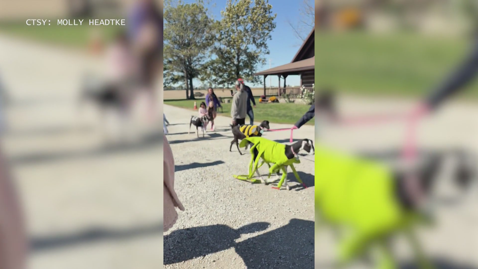 'Goat'-ally fantastic: Prairie Fruits Farm and Creamery hosts fall farm ...