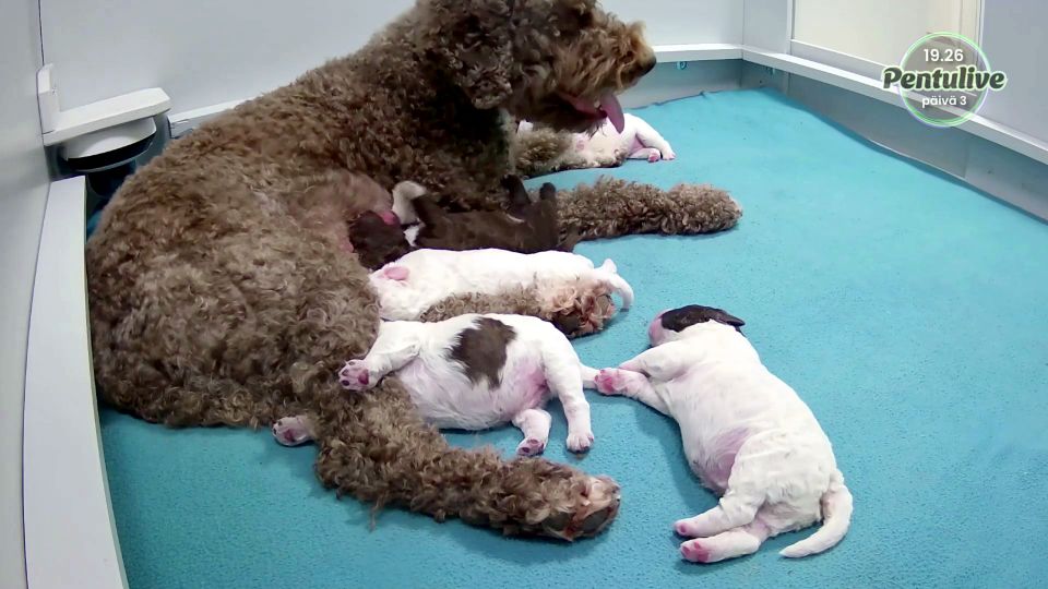 Finland gripped by national broadcaster’s puppies live stream