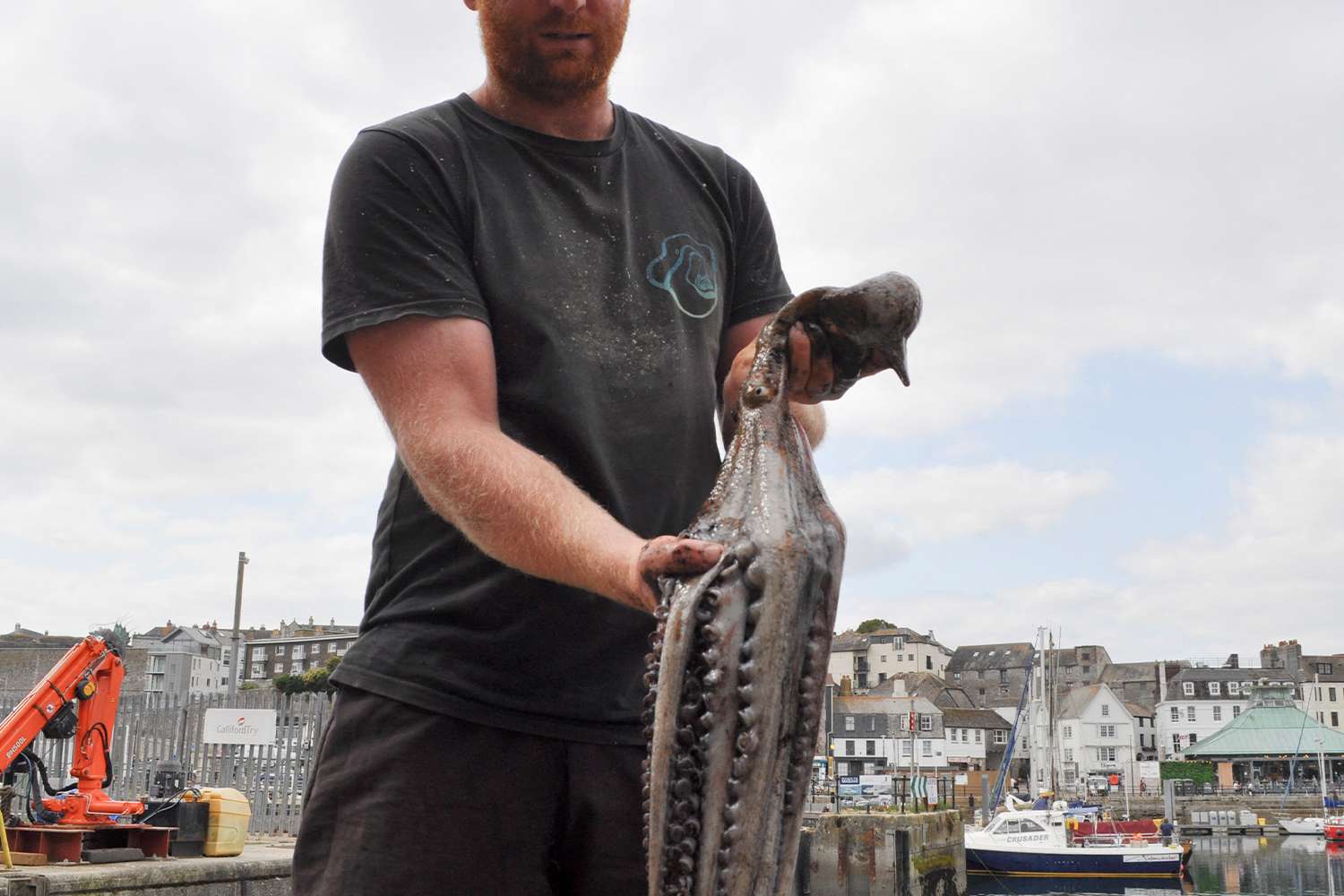 8.1 million pounds of octopus hauled from UK waters as cephalopod ...