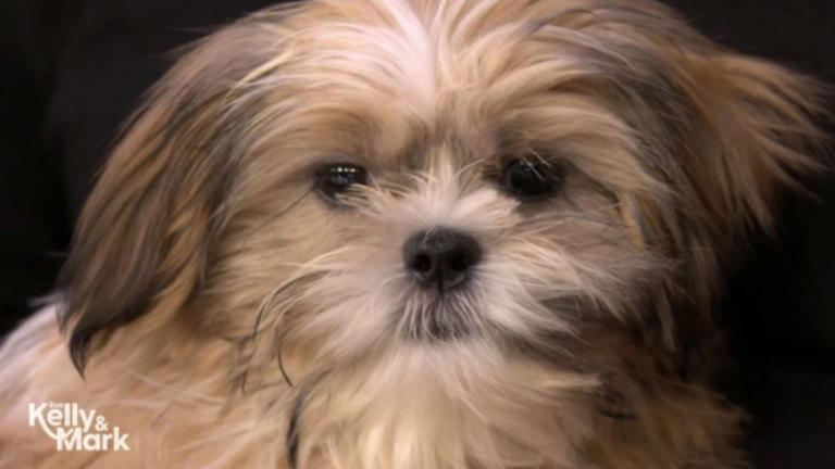 Kelly Ripa and Mark Consuelos delayed from welcoming home new rescue ...