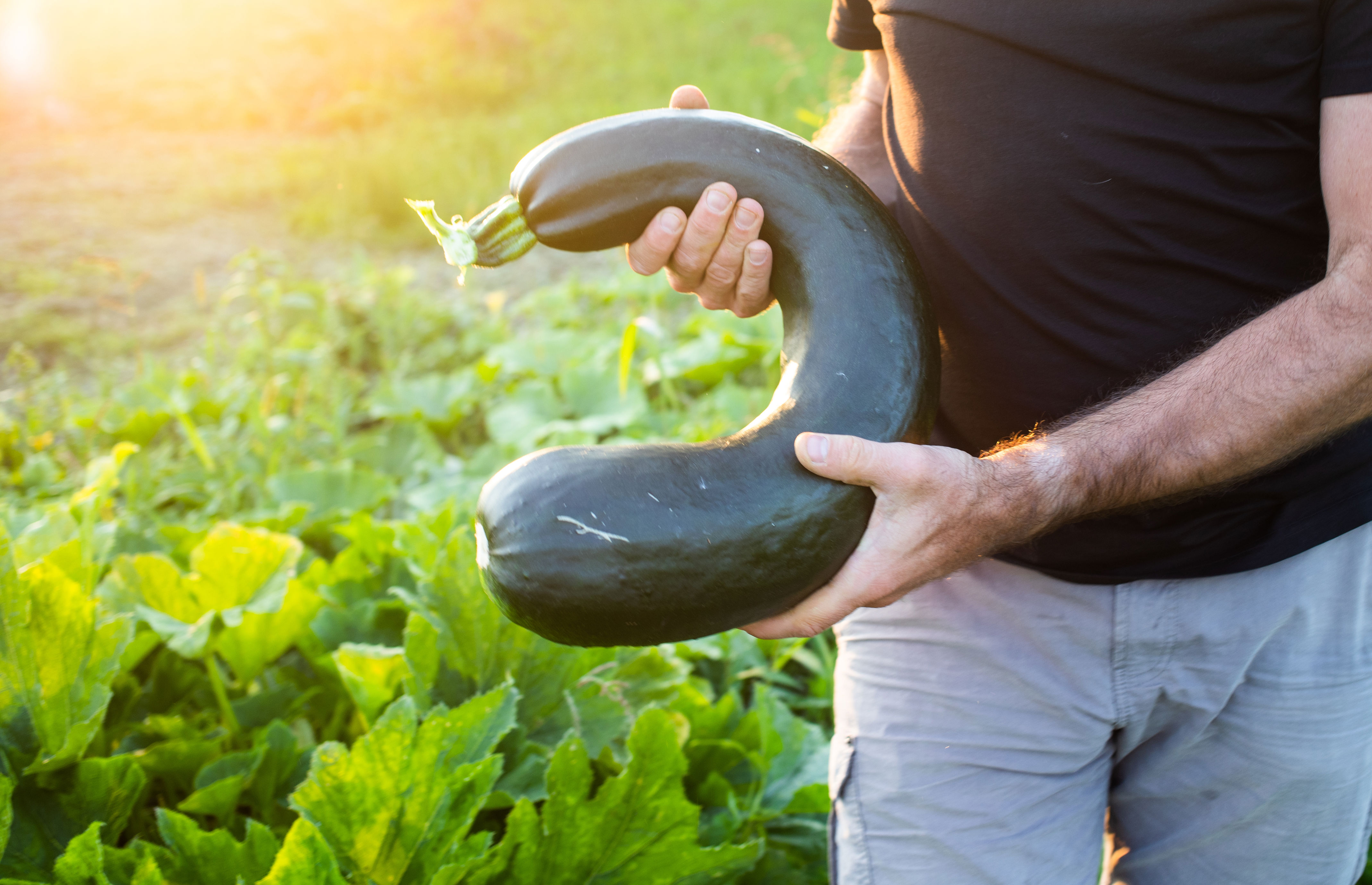 Courgettes géantes : pourquoi il ne faut pas les laisser trop grossir