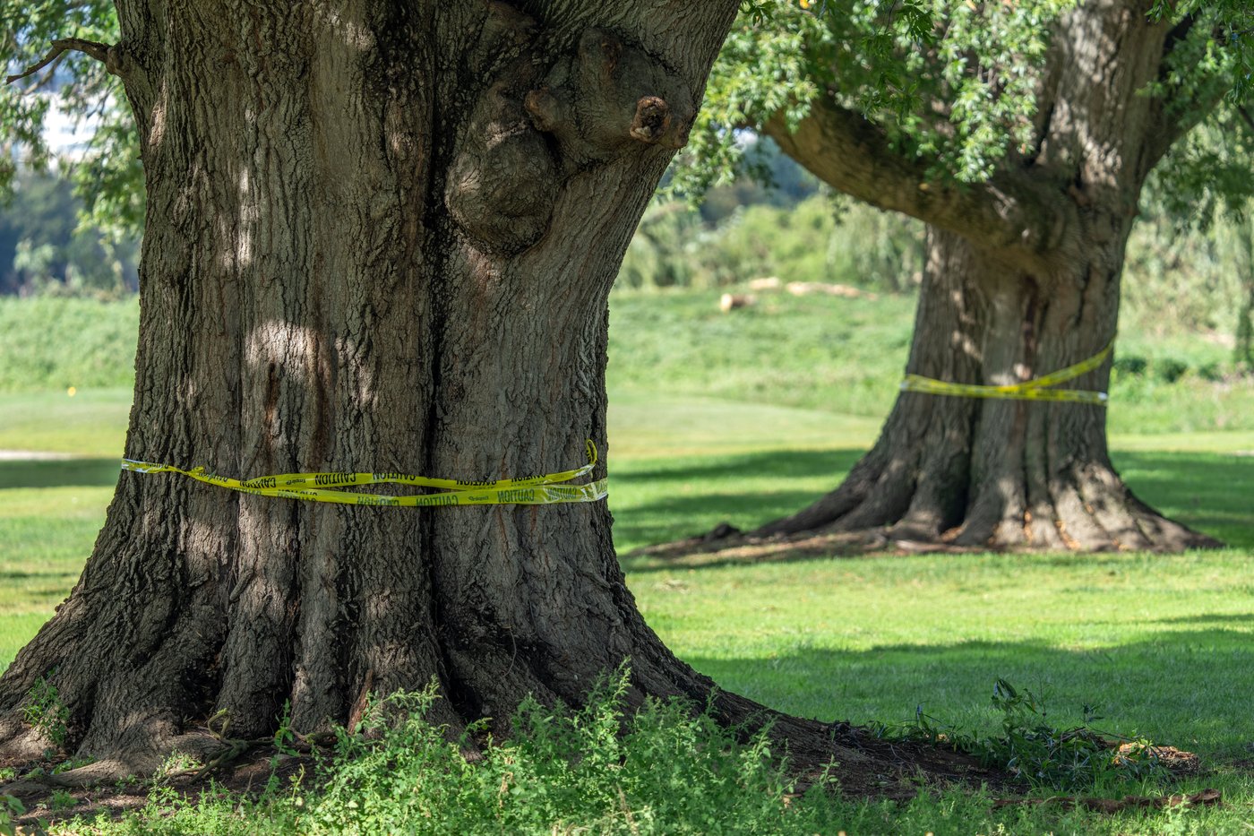 Judge hears testimony in legal fight over Trump's golf course ...