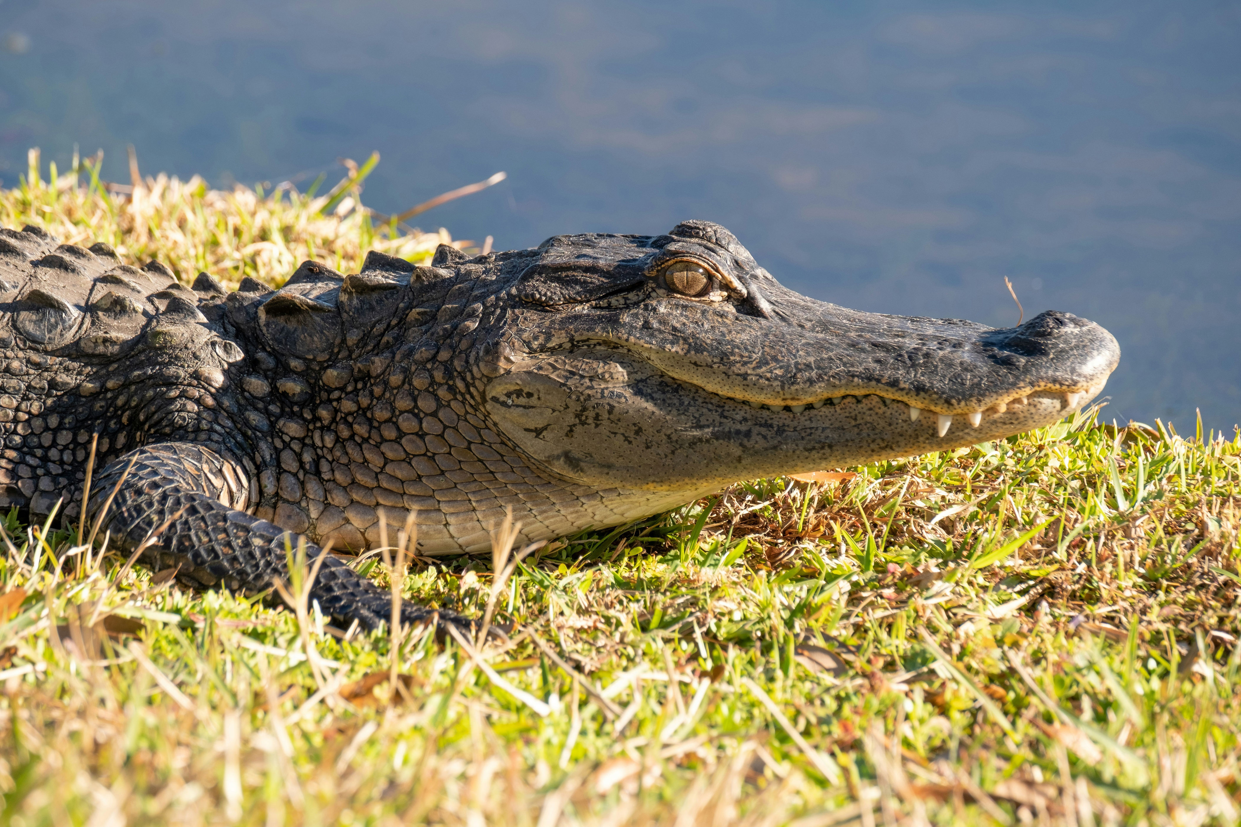 Visser poseert met vangst, maar alligator krijgt hem te pakken