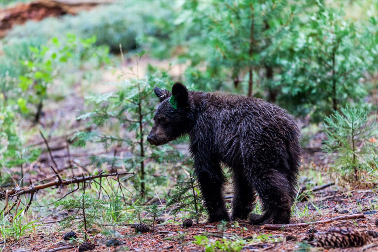 Bears run rampant across stunning California national park as officials ...