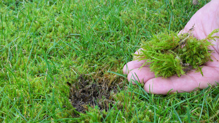 Raking out lawn moss won't fix the problem. Here's what actually works