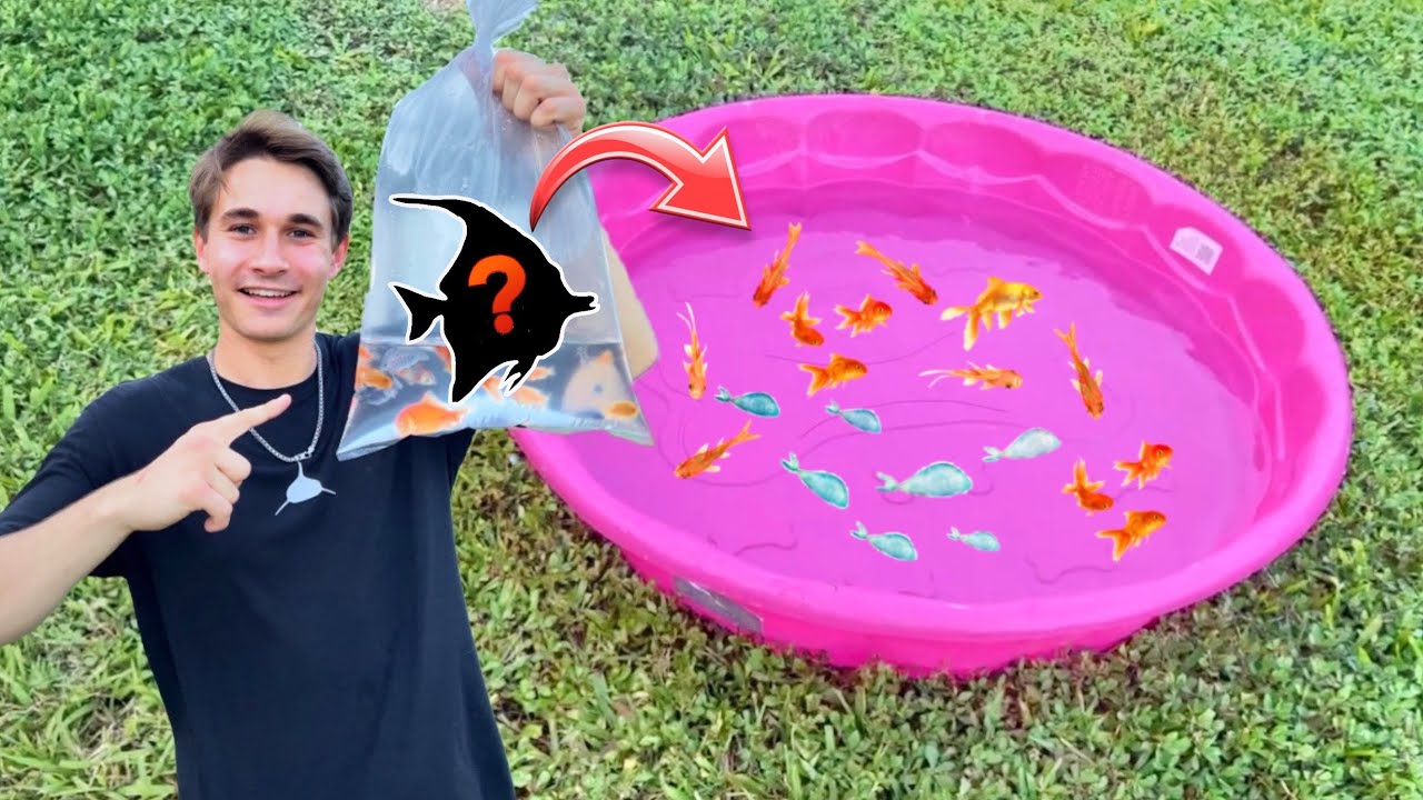 My pool pond is getting a colorful upgrade!