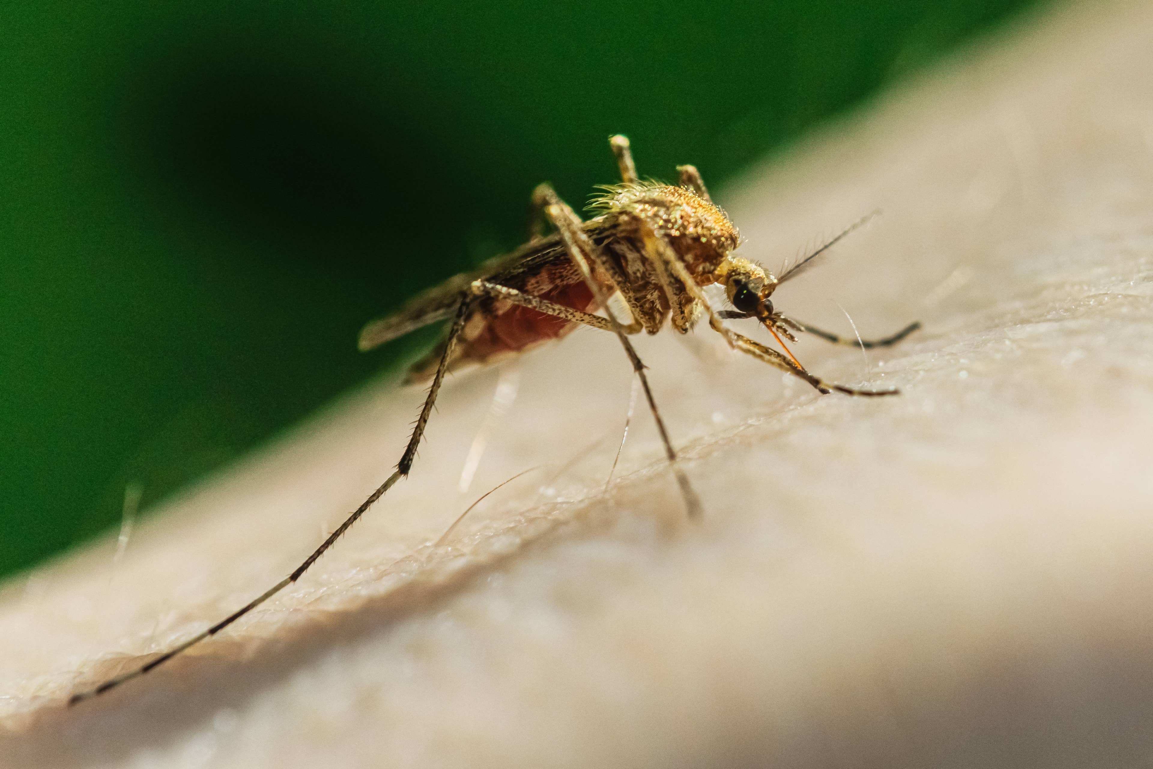 Organic mosquito control: Do essential oil yard sprays really work?