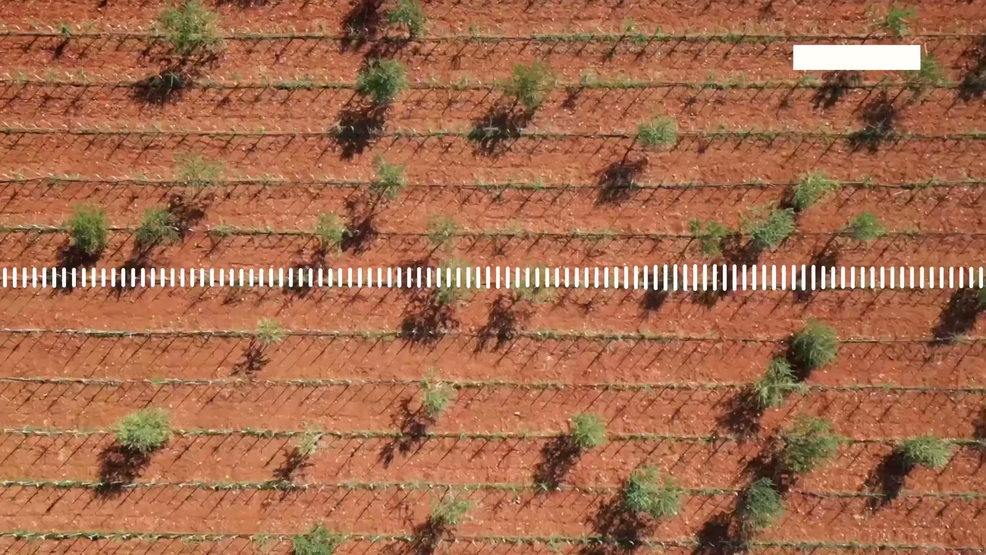 Fears of olive shortage after bacteria kills 22 million trees in Italy