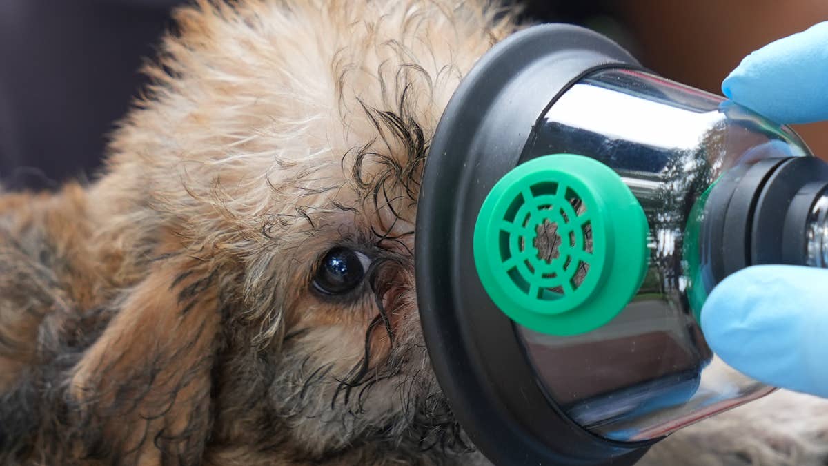 Fresh off pet CPR training, Georgia firefighters help deliver 15 puppies