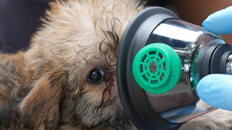 Fresh off pet CPR training, Georgia firefighters help deliver 15 puppies
