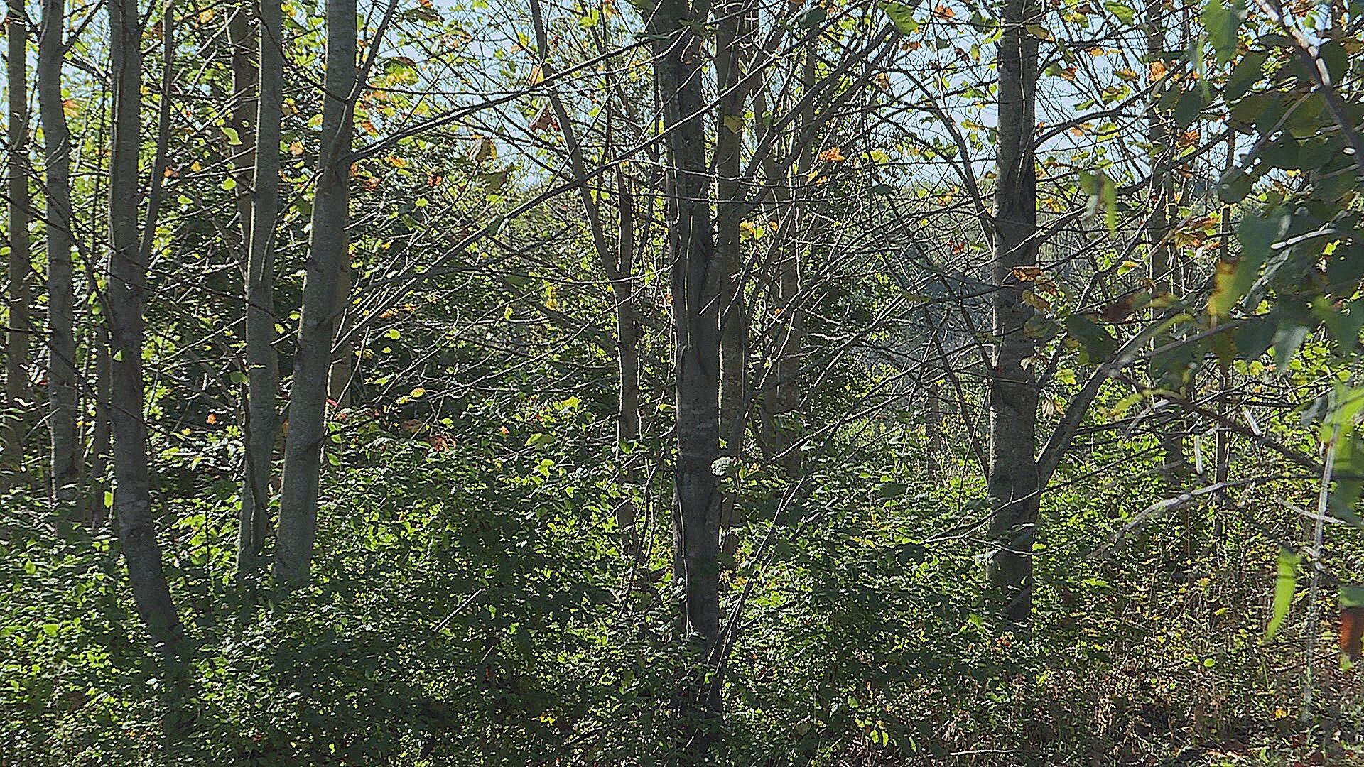 Forest fire season underway, but not all smoke is cause for alarm