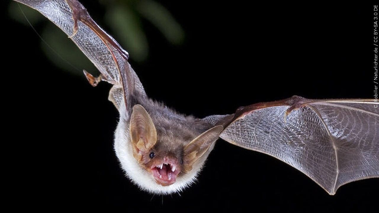 One person exposed to rabid bat found near Upstate lake
