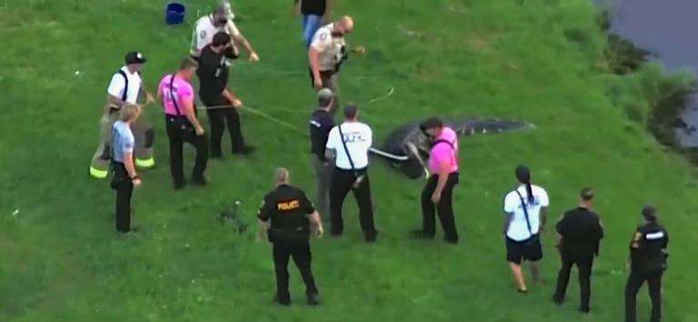 Florida fisherman, 71, mauled to death by 12ft alligator as he posed with catch of the day