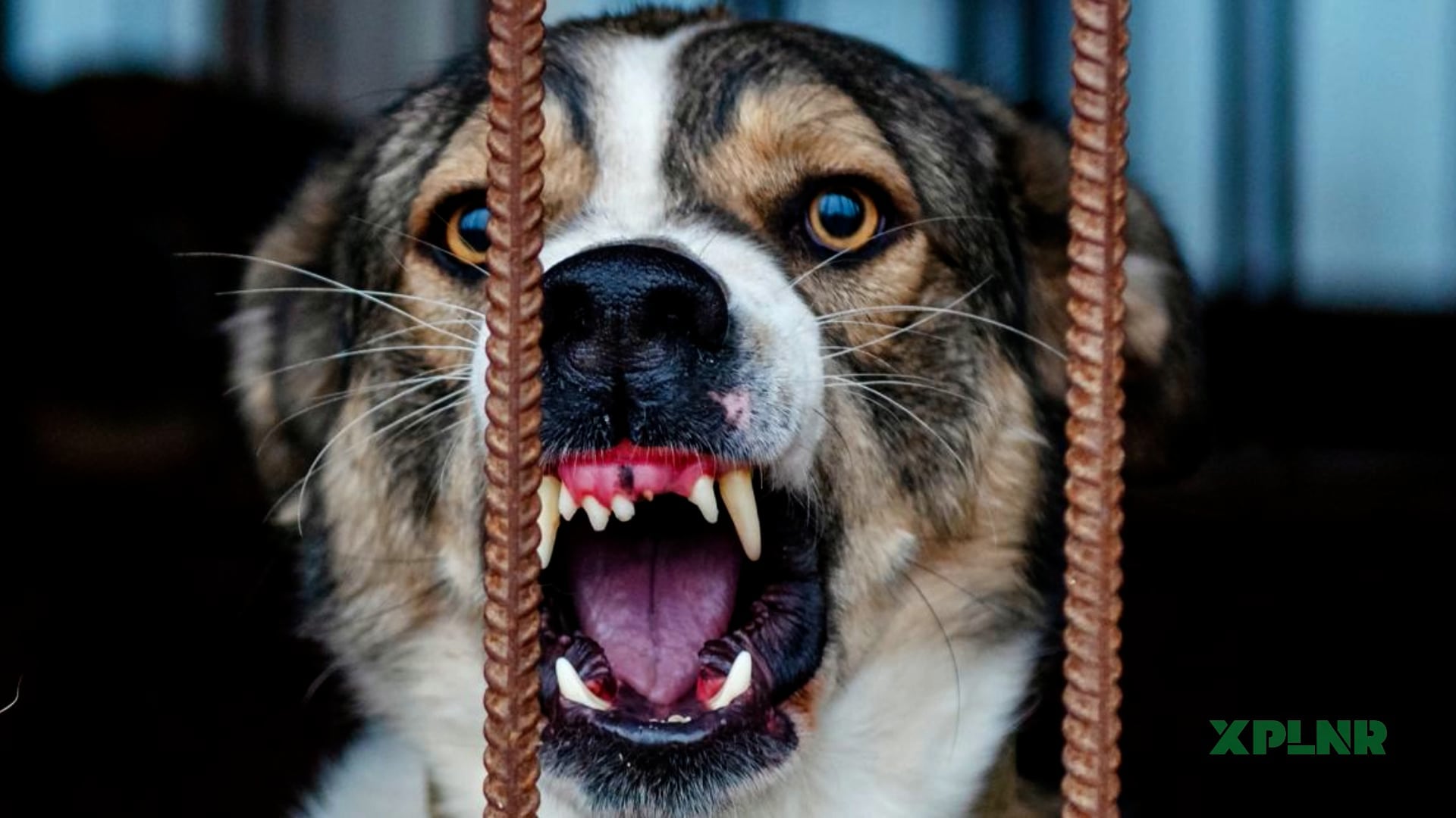 What does rabies do to the human body?
