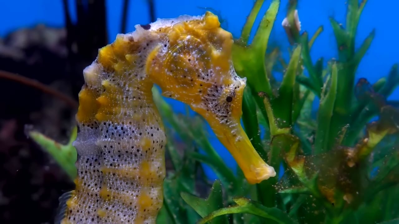 A seahorse can produce up to 1,000 embryos during a mating event that ...