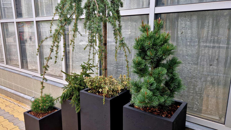 Can you really grow conifers in pots? 3 varieties arborists recommend