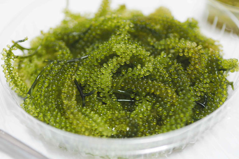 Dietitians explain if sea grapes can help lower blood pressure