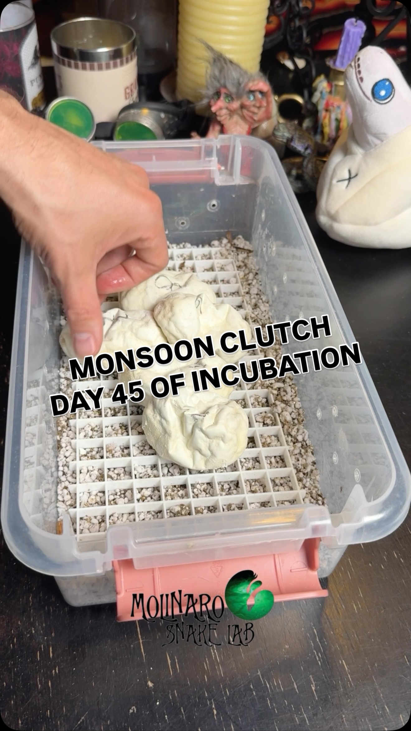 Monsoon clutch day 45 of incubation!
