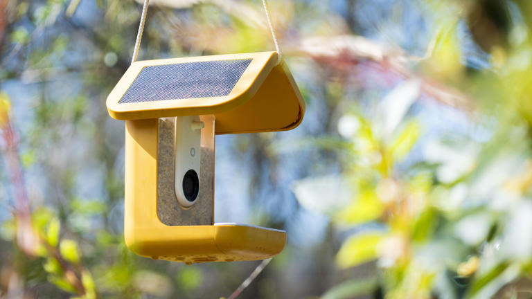 TT Nature bird feeder review: two weeks with the budget wooden smart ...